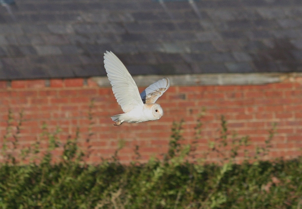 New Year's Day 2013, barn owl, Rawcliffe Moss, Lancs (3)